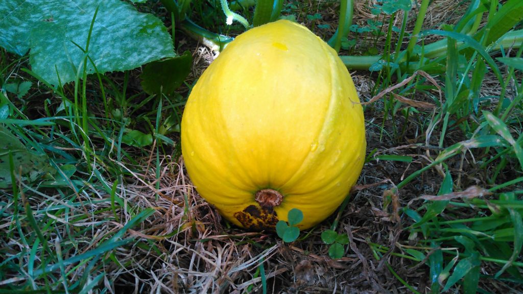 Yellow Squash Volunteer 