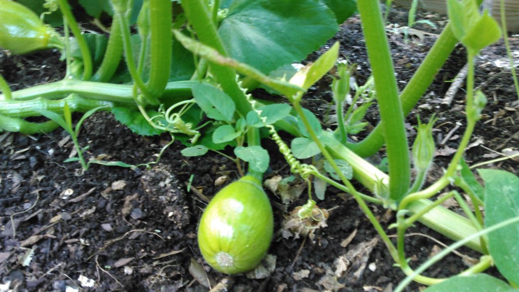 This giant plant keeps producing. We are only using natural compost for nutrients. 